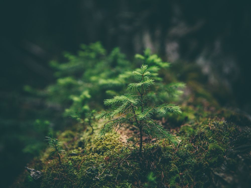 tonico capilar caseiro e a questao ambiental Outro ponto importante é a questão ambiental. Ao optar por um tônico capilar caseiro, eu contribuo para a redução da produção de resíduos plásticos gerados por embalagens de produtos industrializados